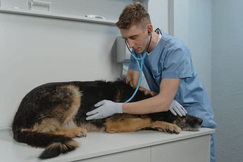 Demo-website voor een dierenartsen
